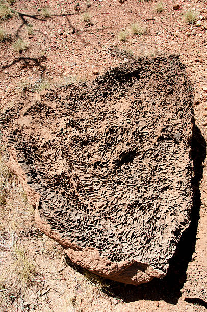 Termite Mound Texture - Australia Termite Mound Texture - Australia termite mound stock pictures, royalty-free photos & images