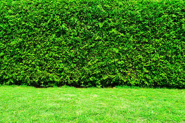 Green Hedge of Thuja Trees, Canada
