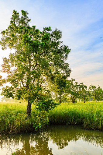tree at riverside in the rice farm at the morning, thailand