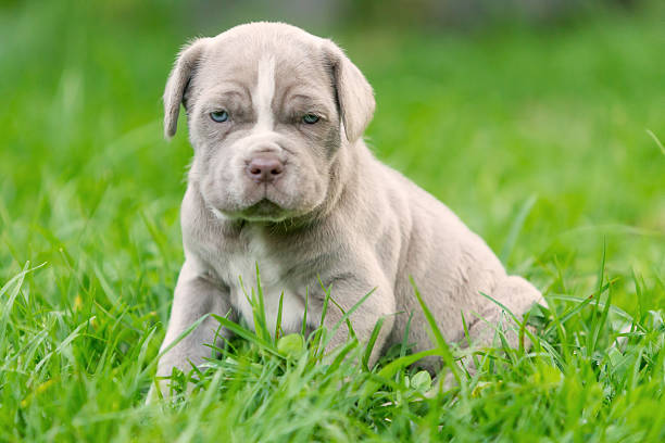 istock Neapolitan Mastiff Female Puppy Resting 616886252