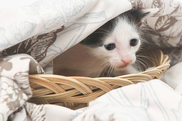 Studio shoot of cute baby kitten in basket