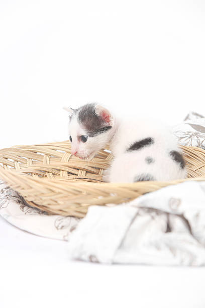 istock Cute baby kitten posing in basket 616886322