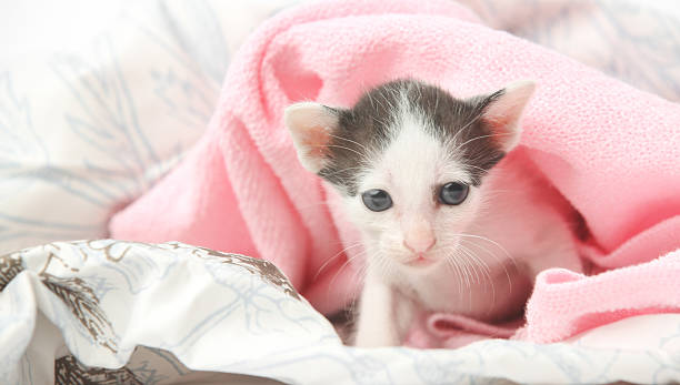 istock Cute baby kitten wrapped in pink blanket 616886360