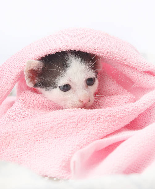 istock Cute baby kitten wrapped in pink blanket 616886362