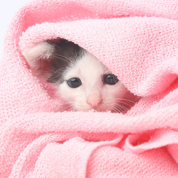istock Cute baby kitten wrapped in pink blanket 616886372