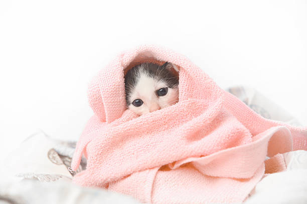 Cute baby kitten wrapped in pink blanket