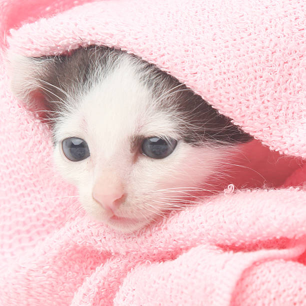 istock Cute baby kitten wrapped in pink blanket 616886430