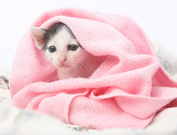 istock Cute baby kitten wrapped in pink blanket 616886444