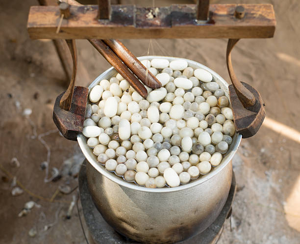 istock Boil silkworm cocoon in hot pot. Silk made process. 616886500