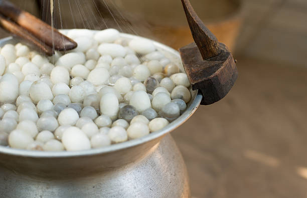 istock Boil silkworm cocoon in hot pot. Selective focus. 616886522