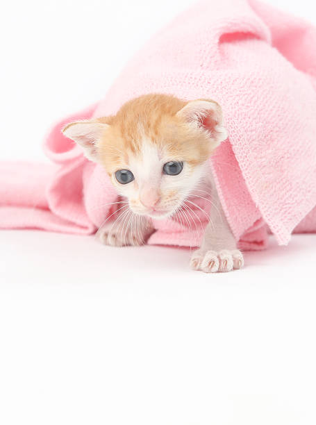 istock Cute baby kitten wrapped in pink blanket 616886642