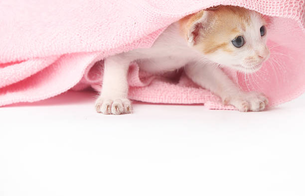 istock Cute baby kitten wrapped in pink blanket 616886644