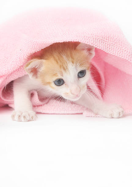 istock Cute baby kitten wrapped in pink blanket 616886656