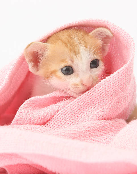istock Cute baby kitten wrapped in pink blanket 616886666