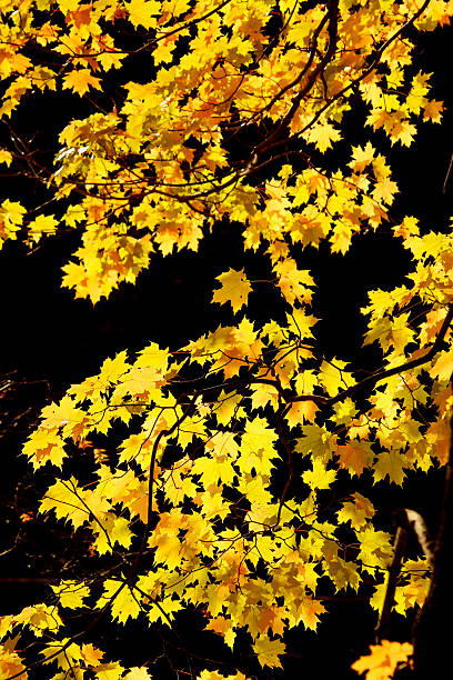 Golden Leaves stock photo