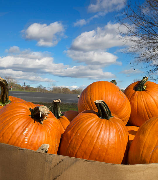 Pile of pumpkins under a beautiful blue sky with clouds