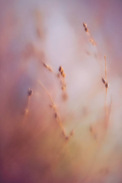 istock Beautiful wild grasses backlit in warm afternoon sunlight. Nature backgrounds 616887212