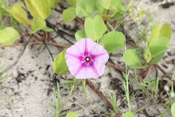 istock beach morning glory or Ipomoea Pes-caprae 616888098