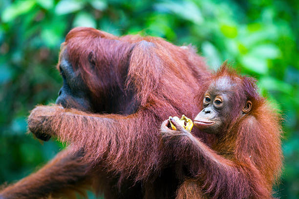 istock Mother and baby orang-utan 616888268