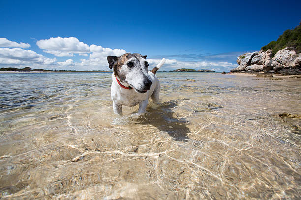 Dog Wading An old dog wading in shallow water at the beach. berger australien miniature adulte stock pictures, royalty-free photos & images