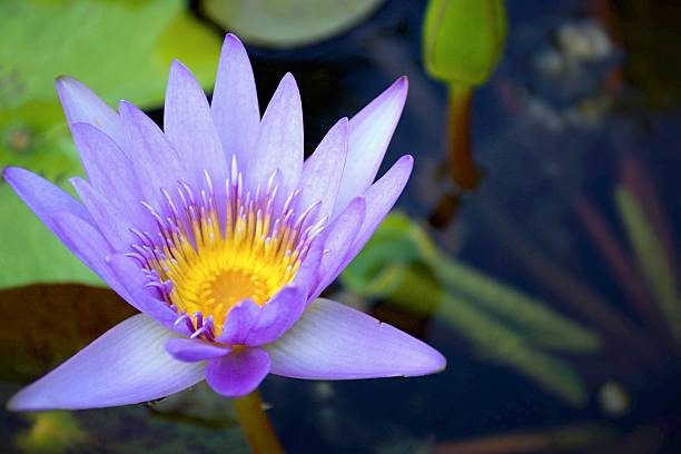 istock Purple Lotus 616888674