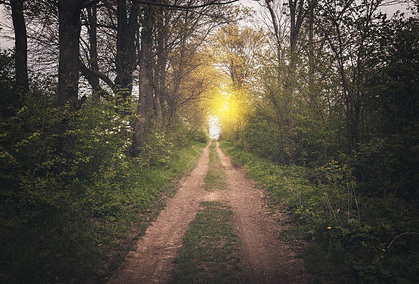 istock Road through the dark forest to the sun 616889670