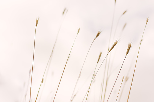 Close-up of tall grass growing in a meadow. The grass is being blow by wind, and a cloudy sky can be seen in the background.