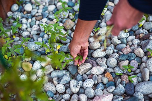 Male hands pulling weeds in back yard. Gardening maintenance