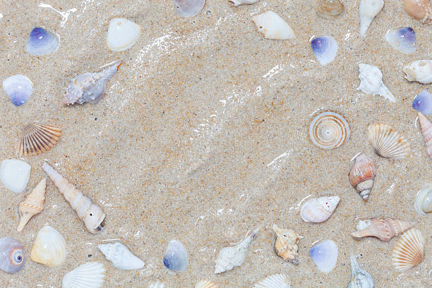 istock Beautiful Seashells on sand Summer beach background, scenery 616890162