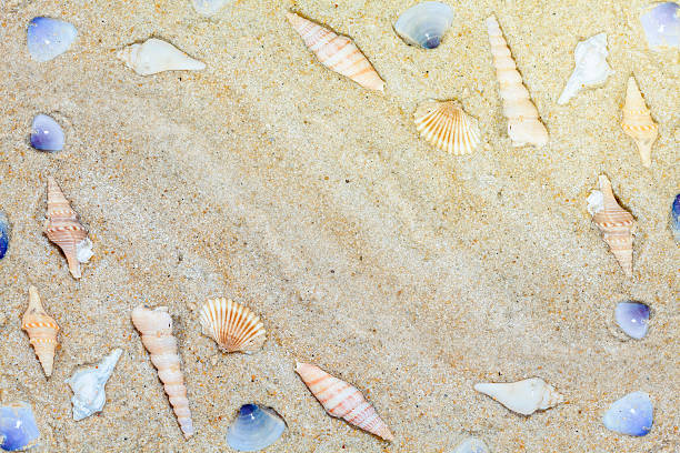 istock Beautiful Seashells on sand Summer beach background, scenery 616890226