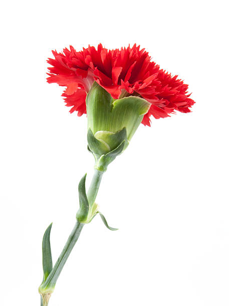 istock on top red carnations flower isolated 616890286