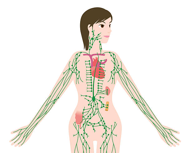 woman's lymph system anatomical chart, vector illustration woman's lymph system anatomical chart, vector illustration human duodenum stock illustrations