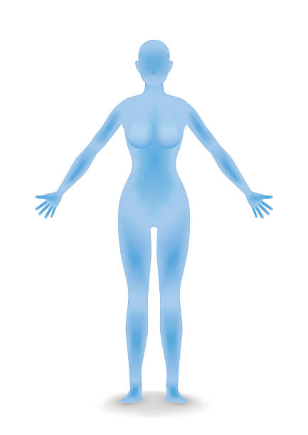 woman body silhouette woman body silhouette, vector illustration 3d human muscle stock illustrations