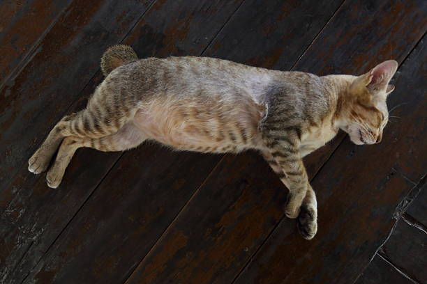 Funny, white and orange domestic cat has siesta with head turned up. Amazing animals!