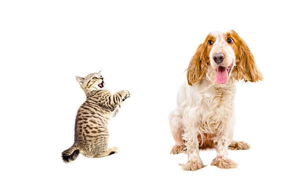 istock Frisky kitten and funny dog 616897228