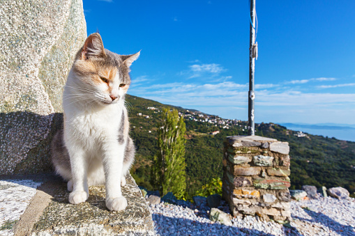 Cat and Pelion mountain and sea panorama behind