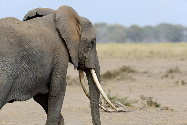 istock Elephant in National park of Kenya 616898312
