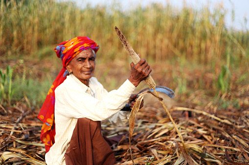 Old aged traditional Indian women sitting in the field of millet crop wearing white Kurta and salwar which is traditional dress for women in rural India and harvesting the millet crop by using sickle. 