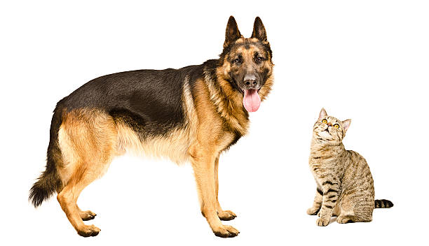 istock German Shepherd and a cat Scottish Straight together 616899214