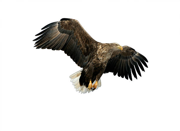 인명별 꼬리 흰죽지참수리, haliaeetus albicilla - white tailed eagle sea eagle eagle sea 뉴스 사진 이미지