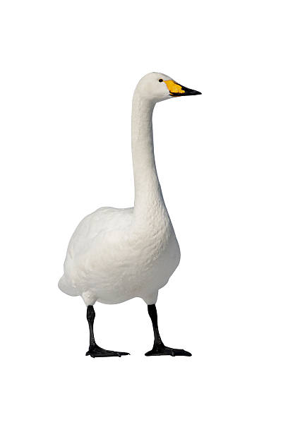 istock Whooper swan, Cygnus cygnus 616899338