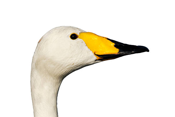 istock Whooper swan, Cygnus cygnus 616899344