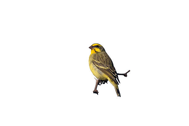istock Yellow-eyed canary, Crithagra mozambicus 616899960