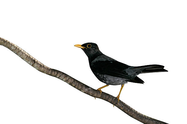 istock Yellow-legged thrush, Platycichla flavipes 616900168