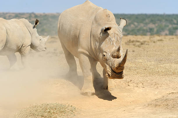 istock African white rhino 616900688