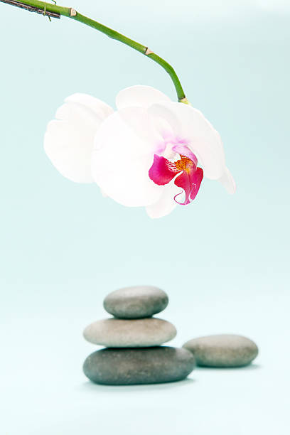 pedras zen pretas com linda flor de orquídea - japanese culture massaging single flower nature - fotografias e filmes do acervo