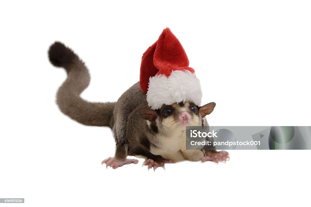 Flying squirrel with small Santa Claus hat. Flying squirrel wearing small Santa Claus hat on white background. Animal Stock Photo