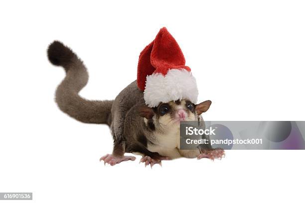 Flying Squirrel With Small Santa Claus Hat Stock Photo - Download Image Now - Animal, Celebration, Christmas