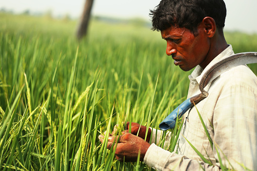 Farmer examining rice paddy crop during summer sunny day outdoor. 