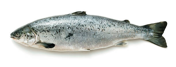 Salmon Whole salmon on white background salmon animal stock pictures, royalty-free photos & images